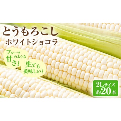 【2026年先行受付】富良野産ホワイトとうもろこし　ホワイトショコラ計20本