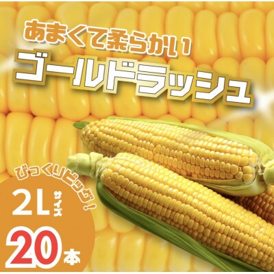 【2027年発送】北海道富良野産　イエローとうもろこし　ゴールドラッシュ2Lサイズ20本　産地直送