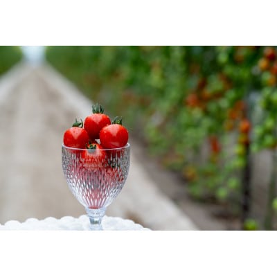 【2026年発送】清水farm【ミニトマト2kg】(品種:キャロル10)