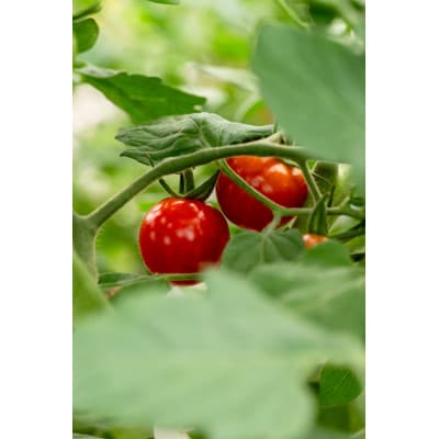 【2026年発送】清水farm【ミニトマト2kg】『珠玉のうまみ』