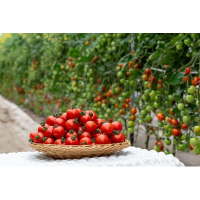 【2026年発送】清水farm【ミニトマト2kg】『珠玉のうまみ』
