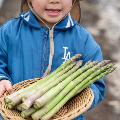 【2027年発送先行受付】アスパラ2kg Mサイズ　富良野産