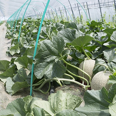 【先行受付　2026年発送】赤肉メロン　1.6kg×2玉