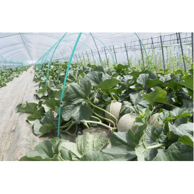 【先行受付　2026年発送】赤肉メロン　1.6kg×2玉