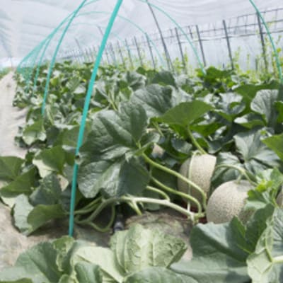 【先行受付　2026年発送】赤肉メロン　1.6kg×1玉