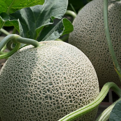 【先行受付　2026年発送】赤肉メロン　2kg×2玉