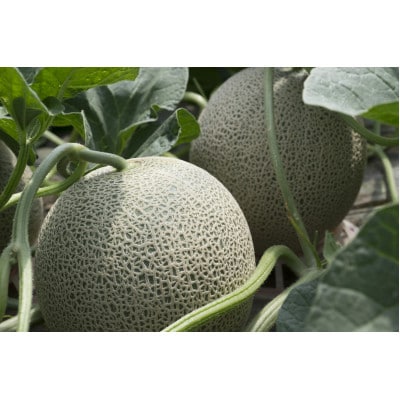 【先行受付　2026年発送】赤肉メロン　2kg×2玉