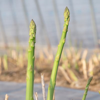 北海道富良野産アスパラ　L　1kg40本前後