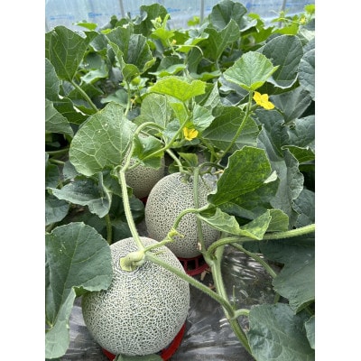 北海道富良野産 赤肉メロン 約1.6～2kg×2玉(合計約3.2～4kg)