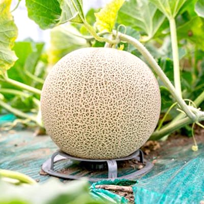 【2027年発送先行受付】富良野産　赤肉メロン　1.5kg～2kg×1玉