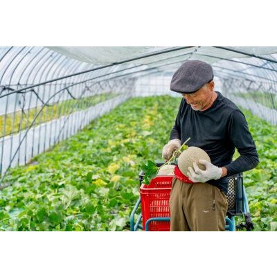 富良野産　赤肉メロン　1.5kg～2kg×1玉