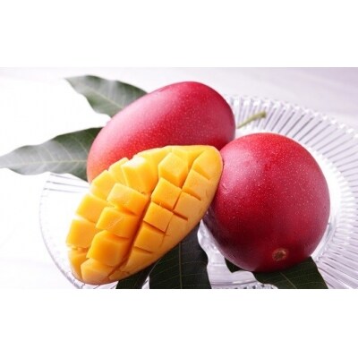 宮崎県産完熟マンゴー 太陽のタマゴ 約2kg お礼品詳細 ふるさと納税なら さとふる