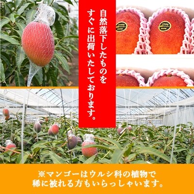 ◇宮崎県産完熟マンゴー[赤秀] 合計約1kg(2～3玉)