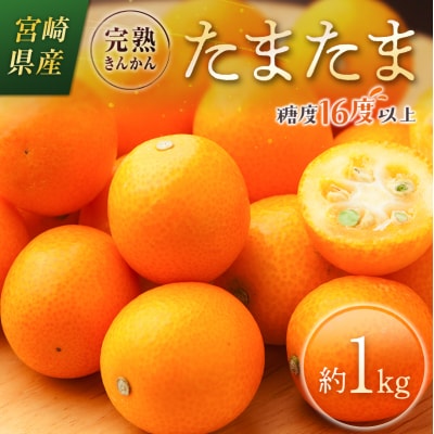 【2027年 宮崎県産 完熟きんかん「たまたま」約1kg 糖度16度以上 ブランド 金柑 柑橘 果物