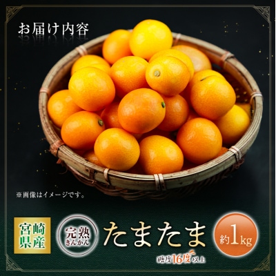 【2027年 宮崎県産 完熟きんかん「たまたま」約1kg 糖度16度以上 ブランド 金柑 柑橘 果物