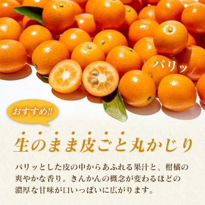 ◇宮崎県産 完熟きんかん「たまたまエクセレント」 糖度18度以上 約1kg