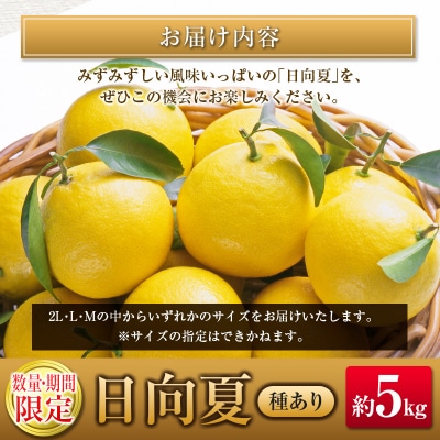 ◇宮崎県産 露地日向夏 約5kg(満杯詰め)