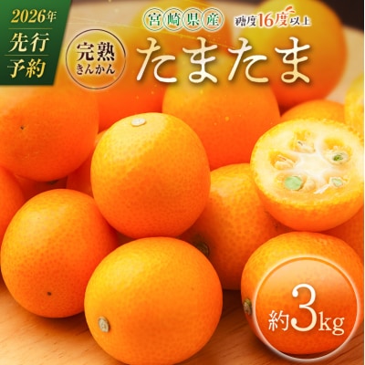 ≪先行予約≫ 宮崎県産 完熟きんかん「たまたま」約3kg 糖度16度以上 ブランド 金柑 柑橘 果物
