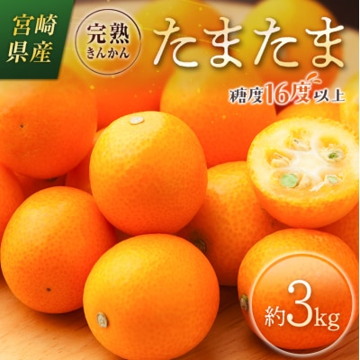 ≪先行予約≫ 宮崎県産 完熟きんかん「たまたま」約3kg 糖度16度以上 ブランド 金柑 柑橘 果物