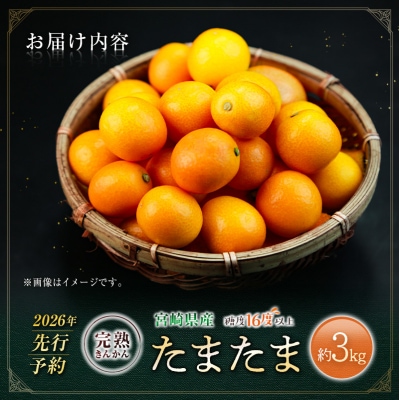 ≪先行予約≫ 宮崎県産 完熟きんかん「たまたま」約3kg 糖度16度以上 ブランド 金柑 柑橘 果物