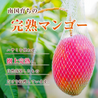 【2027年発送】宮崎県産 完熟マンゴー(合計約1kg)