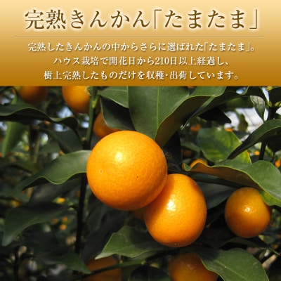 ◆みやざきブランドセット(完熟きんかん たまたま・日向夏)合計約3.5kg 宮崎県産