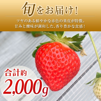 ◆宮崎県産いちご「恋みのり」(計8パック)
