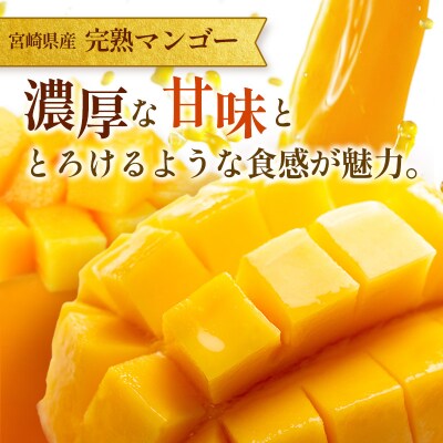訳あり 完熟 マンゴー 約1.5kg (3玉～5玉) 宮崎県産 果物 フルーツ