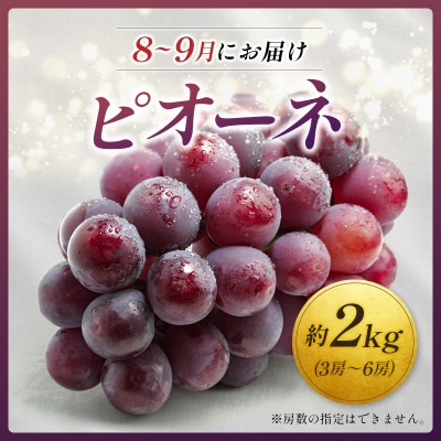 <2026年発送> フルーツ 定期便 太陽のタマゴ ピオーネ 完熟 マンゴー ぶどう 先行予約 初夏