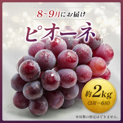 <2026年発送> フルーツ 定期便 完熟マンゴー ピオーネ ぶどう 先行予約 初夏 秋 旬 果物 