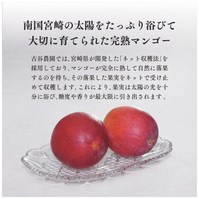 訳あり 古谷農園 宮崎完熟マンゴー B級品 2L×2個 ご家庭用 旬 トロピカル フルーツ 果物