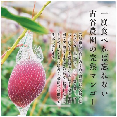 A級品 古谷農園 宮崎完熟マンゴー 1k (2～3個入り) 旬 トロピカル フルーツ 果物 宮崎県産