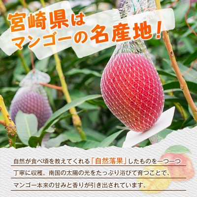 <2027年発送>宮崎県産 完熟マンゴー 2Lサイズ×2玉(1玉350～459g) 宮崎 トロピカル