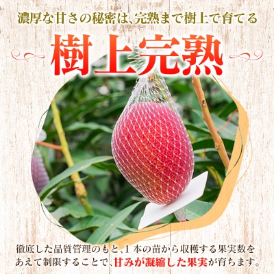 《甘い!!糖度15度以上》 宮崎 樹上完熟 マンゴー 3Lサイズ×2玉 霧島連山の麓育ち 宮崎県産 