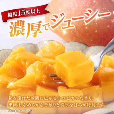 《甘い!!糖度15度以上》 宮崎 樹上完熟 マンゴー 2Lサイズ×3玉 霧島連山の麓育ち 宮崎県産 