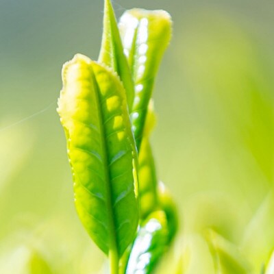 奥八女星野村 深蒸し高級煎茶(深蒸し茶)100g×2袋(篠栗町)