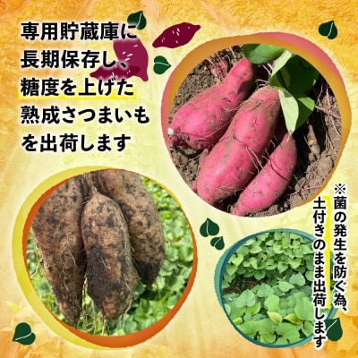 【ふるさと納税】篠栗町産の熟成さつまいも「紅はるか」「くりこがね」(4.5kgセット)