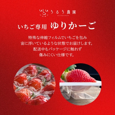 【2026年12月～順次発送】うるう農園の贈答用あまおうEX 約800g (篠栗町)