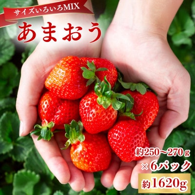 【2027年3月～4月発送】あまおうサイズいろいろMIX約250～270g×6P(約1620g)