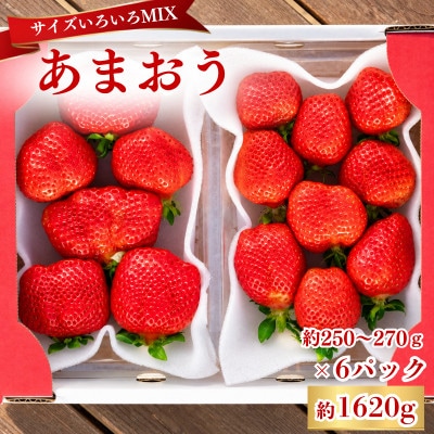 【2026年12月～2月発送】あまおうサイズいろいろMIX約250～270g×6P(約1620g)