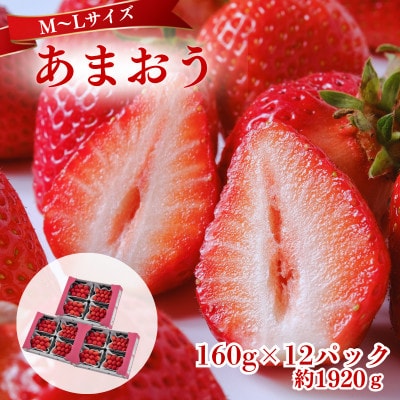 【2027年3月～4月発送】うるう農園のあまおう(MLサイズ)約160g×12P(約1920g)