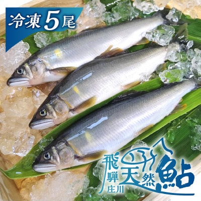 白川村産 飛騨庄川の天然鮎 5尾 [S509]