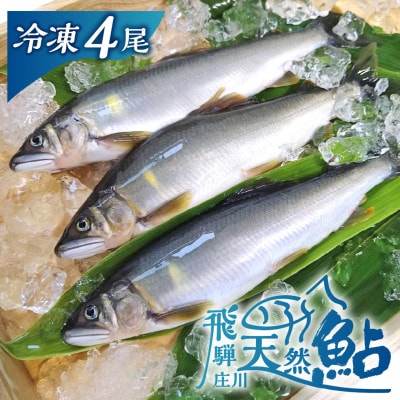 白川村産 飛騨庄川の天然鮎 4尾 [S509_4bi]