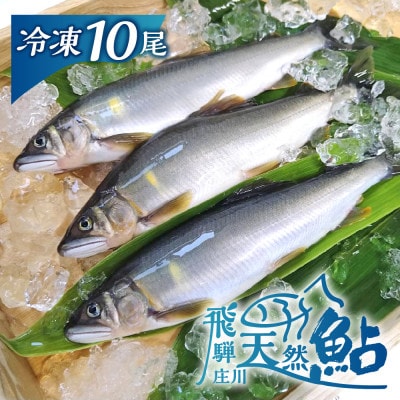 白川村産 飛騨庄川の天然鮎 10尾 [S511]