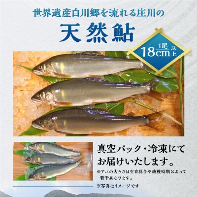 白川村産 飛騨庄川の天然鮎 15尾 [S512]