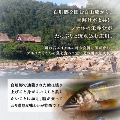 白川村産 飛騨庄川の天然鮎 15尾 [S512]