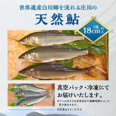 訳あり 白川村産 飛騨庄川の天然鮎 8尾 [S595]