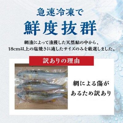 訳あり 白川村産 飛騨庄川の天然鮎 12尾 [S596]