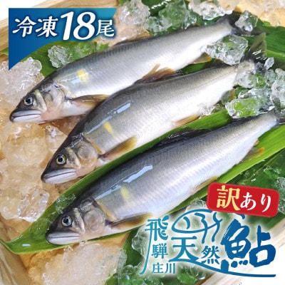 訳あり 白川村産 飛騨庄川の天然鮎 18尾 [S597]