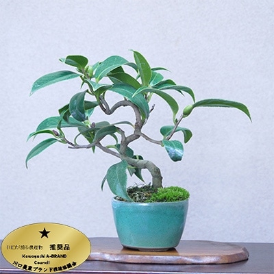 【川口市農業ブランド推奨品】川口市安行産　小品盆栽　椿